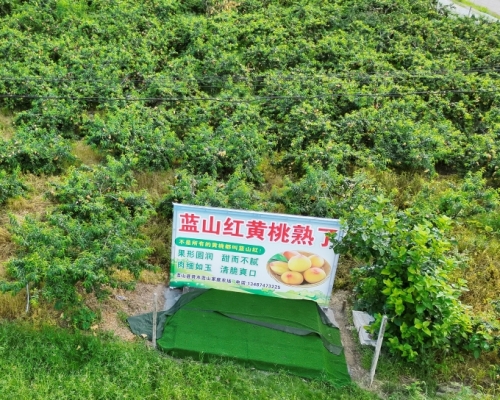 舜水蓝山桃园游玩